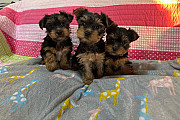 YORKIES from Phoenix