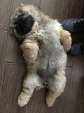 Chowchow New pupp from Fitchburg