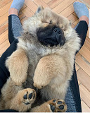 Chowchow New pupp from Fitchburg