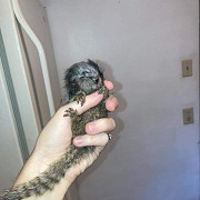 Marmoset and Capuchin Monkeys ASAP ! Salem