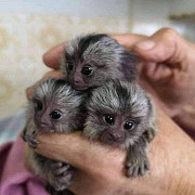 Marmoset and Capuchin Monkeys ASAP ! Salem