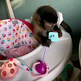 Marmoset and Capuchin Monkeys ASAP ! Salem