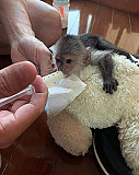 Top quality baby capuchin monkeys London