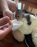 Top quality baby capuchin monkeys London