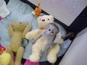 Top quality baby capuchin monkeys London