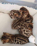 Beautiful Bengal kittens Belfast