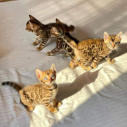 Beautiful Bengal kittens Belfast