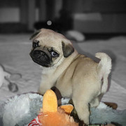 Registered Pug Puppies Show Quality Augusta