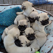 Registered Pug Puppies Show Quality Augusta