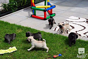 Registered Pug Puppies Show Quality Augusta