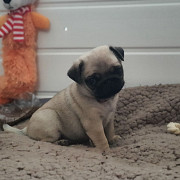 Registered Pug Puppies Show Quality Augusta
