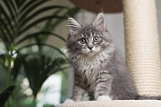Maine Coon Kittens For Sale in Kansas: Perfect Companion for Family Wisconsin Rapids