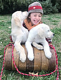 English Cream Golden Retrievers Puppies for Sale: Your New Best Friend Nashville