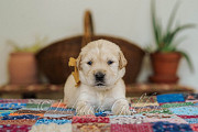 English Golden Retriever: Raised with Care at Indiana Goldens Bedford
