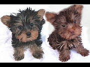 STANDARD YORKIE PUPPIES FOR ADOPTION from London
