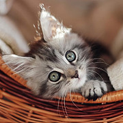 Maine Coon Kittens in Michigan: Adorable Kittens with Amazing Looks Milton
