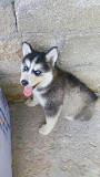 (TomKingsKennel)—Siberian-Husky @affordable price from Beaver Dam