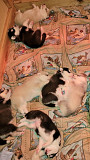 (TomKingsKennel)—Siberian-Husky @affordable price from Beaver Dam
