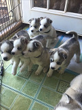 (TomKingsKennel)—Siberian-Husky @affordable price from Beaver Dam