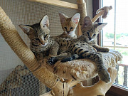 Magnificent Savannah kittens available for families from Singapore