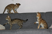 Magnificent Savannah kittens available for families from Singapore