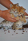 Magnificent Savannah kittens available for families from Singapore