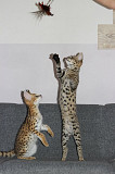 Magnificent Savannah kittens available for families from Singapore