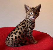 Magnificent Savannah kittens available for families from Singapore