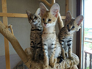 Magnificent Savannah kittens available for families from Singapore