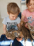 Beautiful Serval and Caracal Kittens Available Singapore