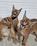 Beautiful Serval and Caracal Kittens Available Singapore