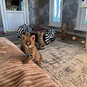 Beautiful Serval and Caracal Kittens Available Singapore