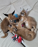 Beautiful Serval and Caracal Kittens Available Singapore