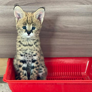 Beautiful Serval and Caracal Kittens Available Singapore