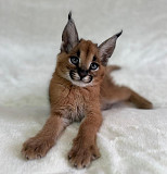 Beautiful Serval and Caracal Kittens Available Singapore