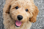 Golden Doodle Puppy Ready For Adoption from Charlottetown