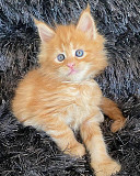 Magnificent Purebred Maine Coon from Singapore