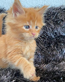 Magnificent Purebred Maine Coon from Singapore