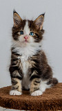 Magnificent Purebred Maine Coon from Singapore