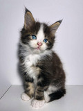 Magnificent Purebred Maine Coon from Singapore