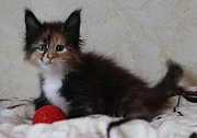 Magnificent Purebred Maine Coon from Singapore