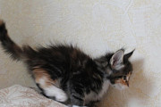 Magnificent Purebred Maine Coon from Singapore
