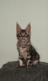 Maine Coon Cats For Sale: Gentle Giants with Stunning Looks Milton