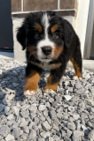 Bernese Mountain Dog puppies from Toronto