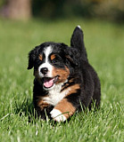 Bernese Mountain Dog puppies from Toronto