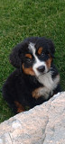 Bernese Mountain Dog puppies from Toronto