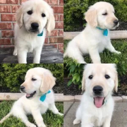 Cream Golden Retriever Puppies Nashville: Healthy, Beautiful Pups for Families Nashville