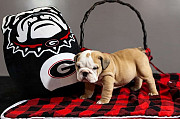 english bulldog puppies for sale Phoenix