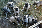 (TomKingsKennel)— Original Kangal Puppy from Philadelphia