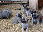 (TomKingsKennel)— Original Kangal Puppy from Philadelphia